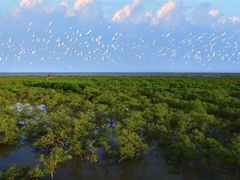 -北海金海湾红树林生态旅游区