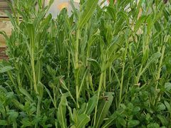 拌板蓝根-天毓山庄·餐厅