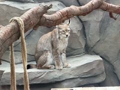 -青藏高原野生动物园