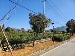 -白茶原·一片叶子
