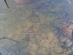 -西青郊野公园