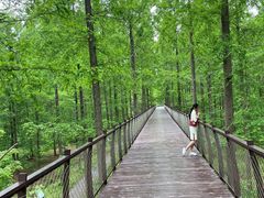 -黄海国家森林公园