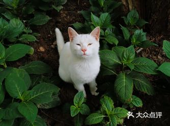 一次偶遇4只性格迥异的喵喵喵喵