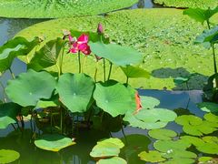 -国家植物园南园