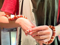 -帕帕拉兹宠物(亚洲旗舰店)