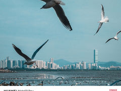 -深圳湾公园(南山区)