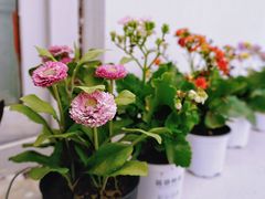 -大象厨房(重庆道店)