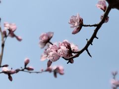 -桃花堤公园