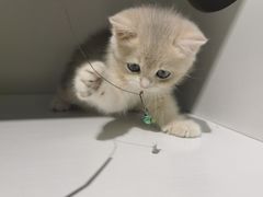 -东方名猫馆·英短金渐层布偶猫舍(环线广场1号楼店)