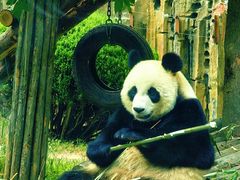 -大连森林动物园