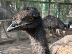 -青藏高原野生动物园