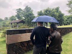 -王借岗森林公园