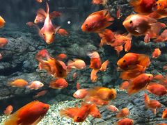 -绍兴梦享海洋公园