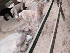 -辛玛王国游乐园