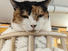 -平行世界·猫咖(首经贸店)