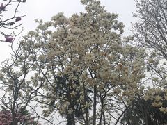 -洛阳市隋唐城遗址植物园