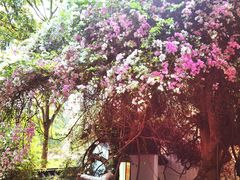 -深圳国际园林花卉博览园