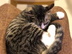 -平行世界·猫咖(首经贸店)