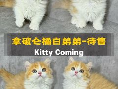 -小猫来了·猫舍(红山六九七九店)