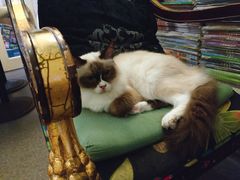 -猫色咖啡·猫咖