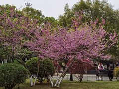 -龙头寺公园