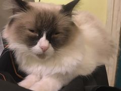 -猫色咖啡·猫咖