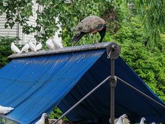 -J Create城市露营咖啡·简餐·宠物(上海动物园店)