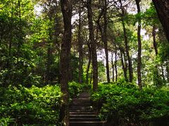 -铁山坪森林公园