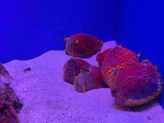 -上海海洋水族馆