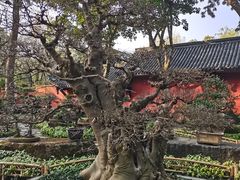 -成都武侯祠博物馆