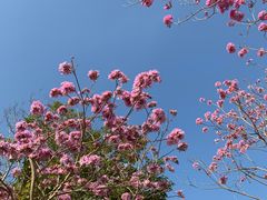 -深圳人才公园