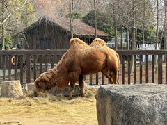 -上方山森林动物世界