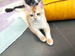 -十年猫舍·猫咪专门店(普陀店)