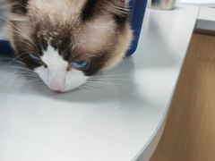 -东日国际动物医院·CT·心脏专科(桃源分院)