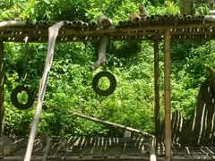 -西双版纳原始森林公园