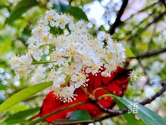 -新江湾城公园