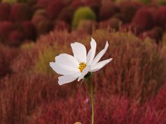 -花开海上生态园