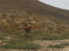 -新疆天山野生动物园