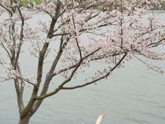 -羊山湖公园