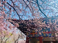 -桃花堤公园