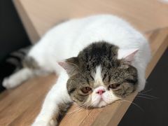 -瞄一喵猫咖(格力海岸店)