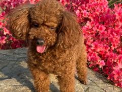 -木兰云雾山