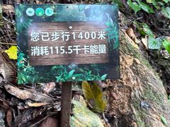 -西双版纳原始森林公园
