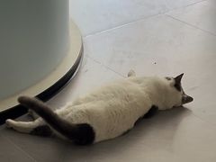 -瑞派动物医院·猫专科·至诚(江南中分院)