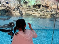 -帝企鹅自助餐厅•儿童岛•真企鹅(长隆企鹅酒店)