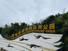 -西双版纳原始森林公园