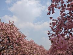 -上海辰山植物园