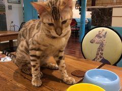 -猫小院猫主题咖啡厅(北锣店)