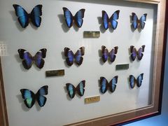 -上海昆虫博物馆