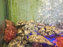 -旅南活海鲜-屏东(墾丁海鮮，海鮮餐廳，墾丁團體合菜，平價熱炒，墾丁熱炒店，活海鮮推薦，在地海鮮餐廳)